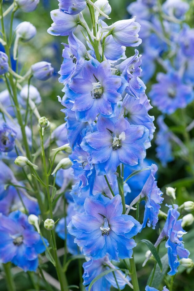 <i>Delphinium</i> <i>elatum</i> 'Delphina Light Blue White Bee'