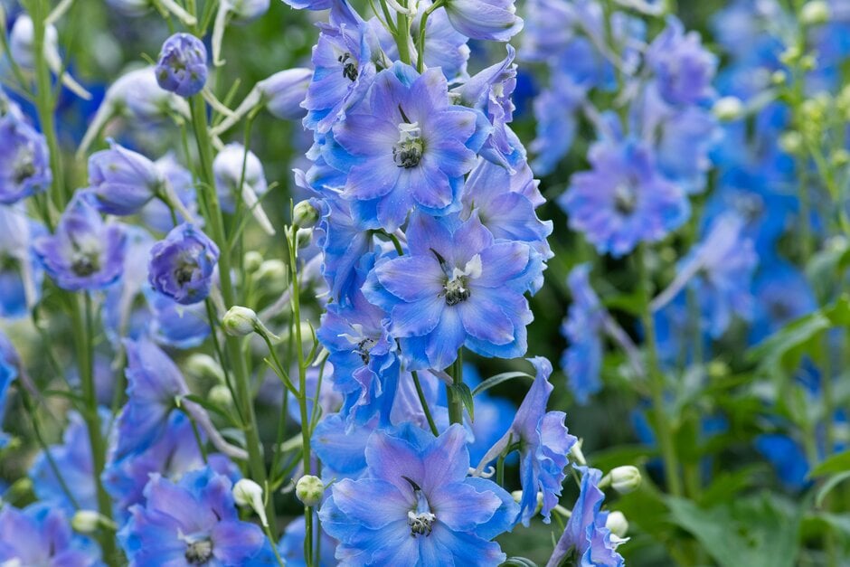 <i>Delphinium</i> <i>elatum</i> 'Delphina Light Blue White Bee'