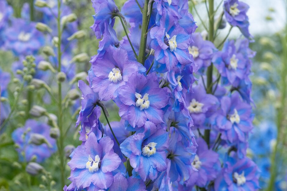 <i>Delphinium</i> <i>elatum</i> 'Lilac Ladies' (New Millennium Series)