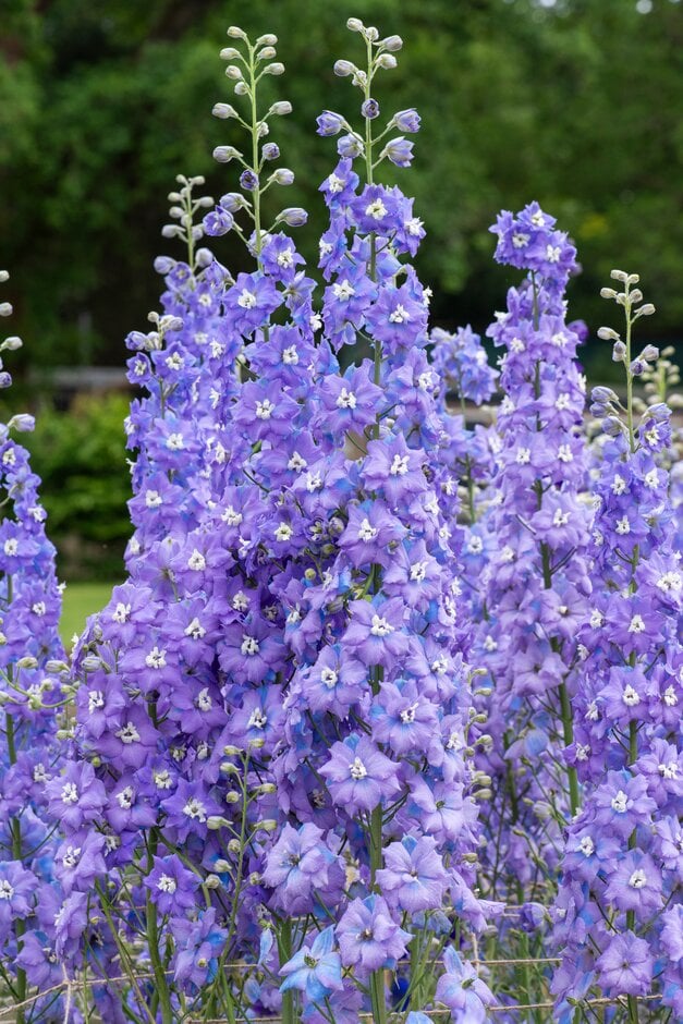 <i>Delphinium</i> <i>elatum</i> 'Lilac Ladies' (New Millennium Series)