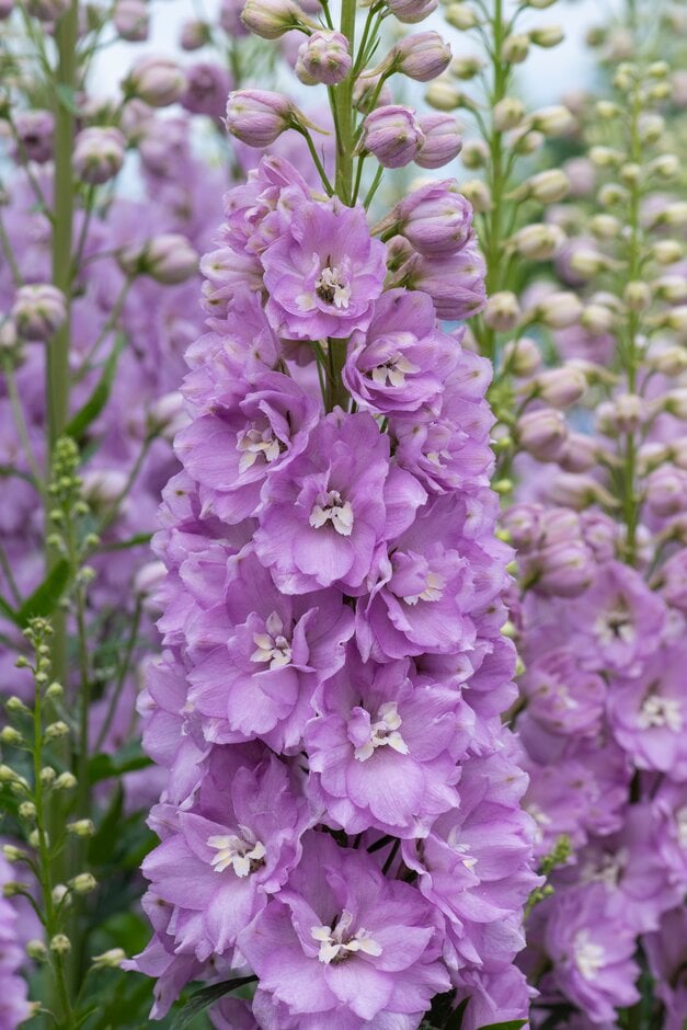 <i>Delphinium</i> 'Pink Blush' (New Millennium Series)