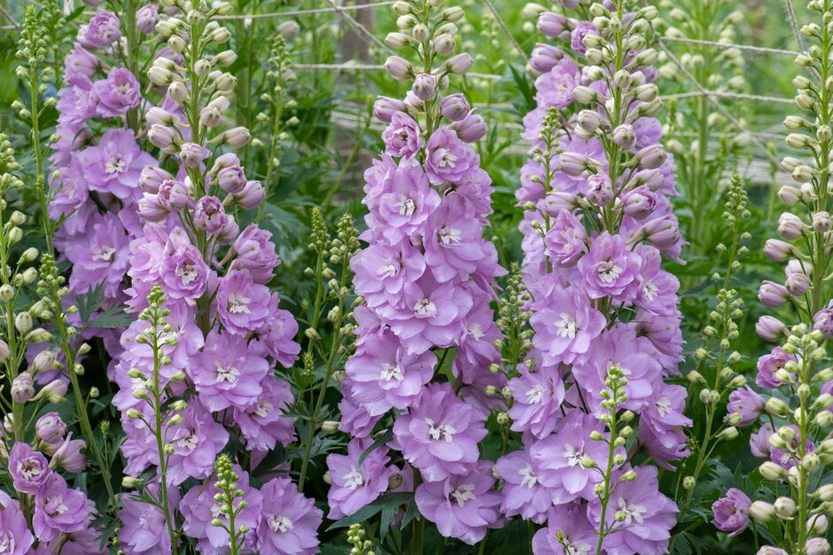 <i>Delphinium</i> 'Pink Blush' (New Millennium Series)