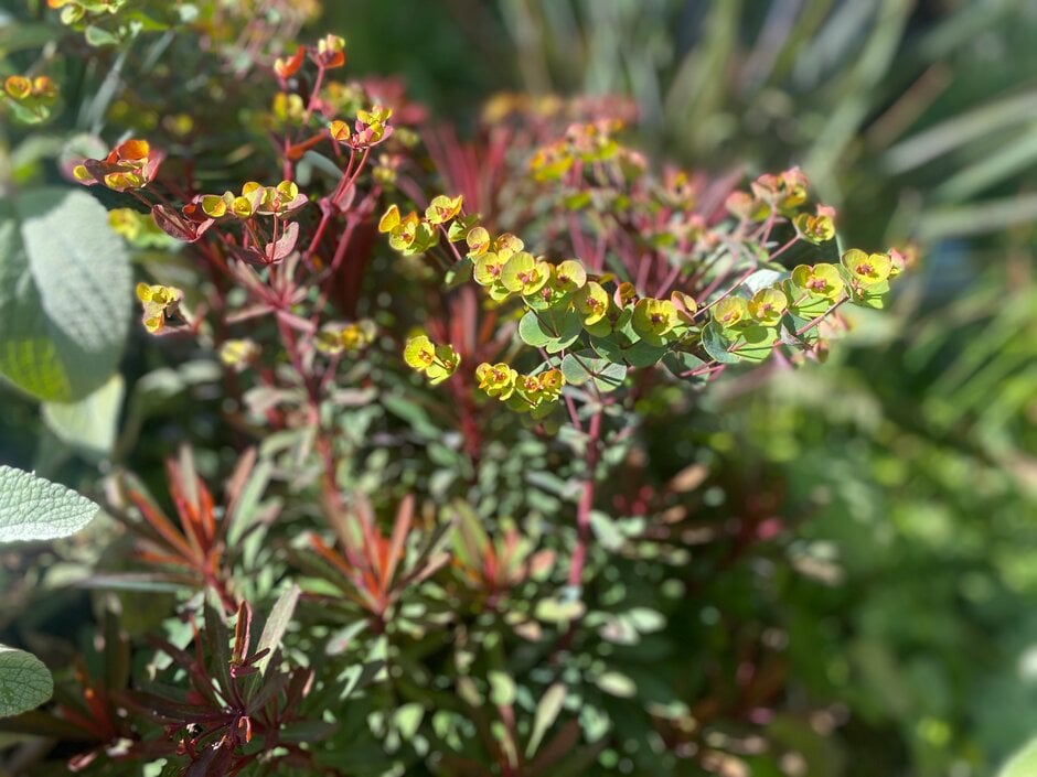 Martin's spurge [Miner's Merlot]
