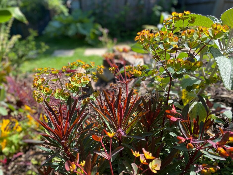 Martin's spurge [Miner's Merlot]