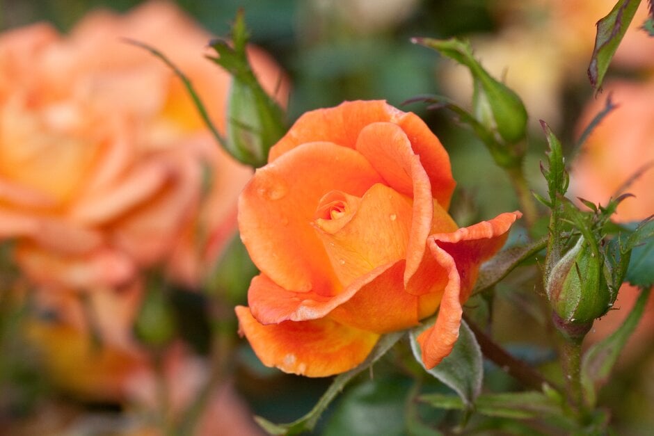 rose [Sweet Magic]