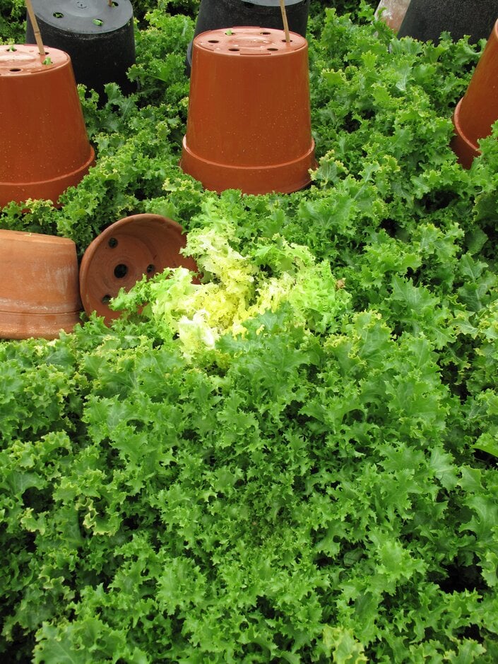 endive 'Wallone'