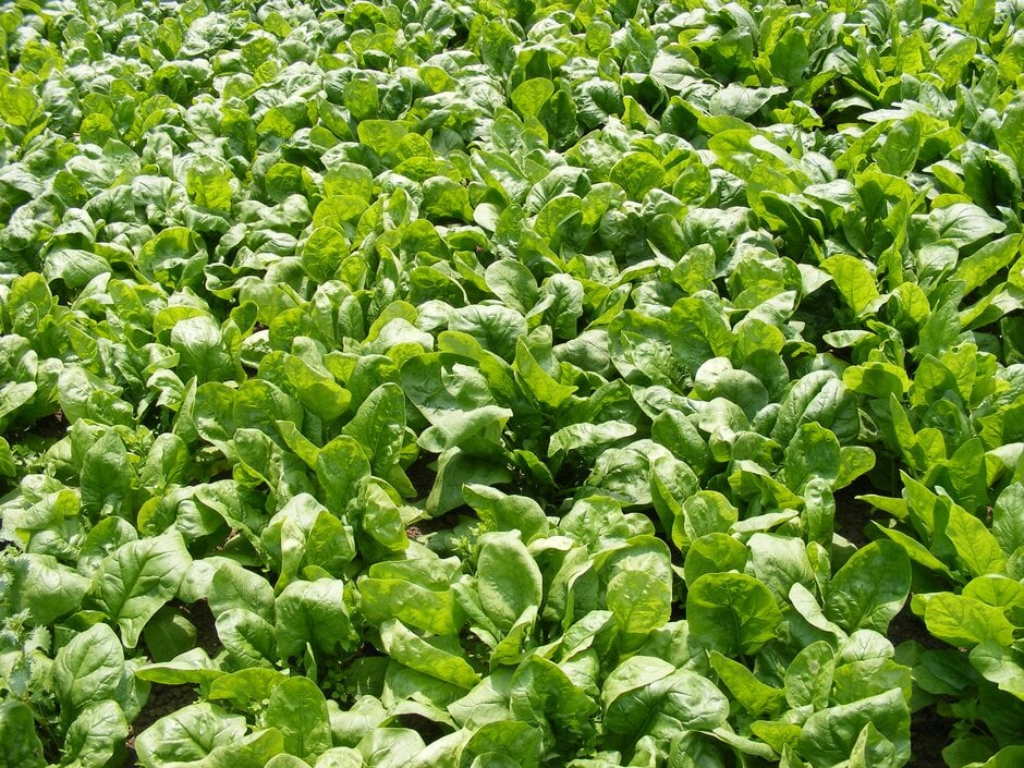 spinach 'Missouri'