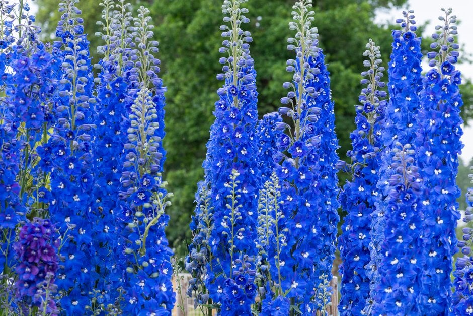 <i>Delphinium</i> 'Ariel Blue'
