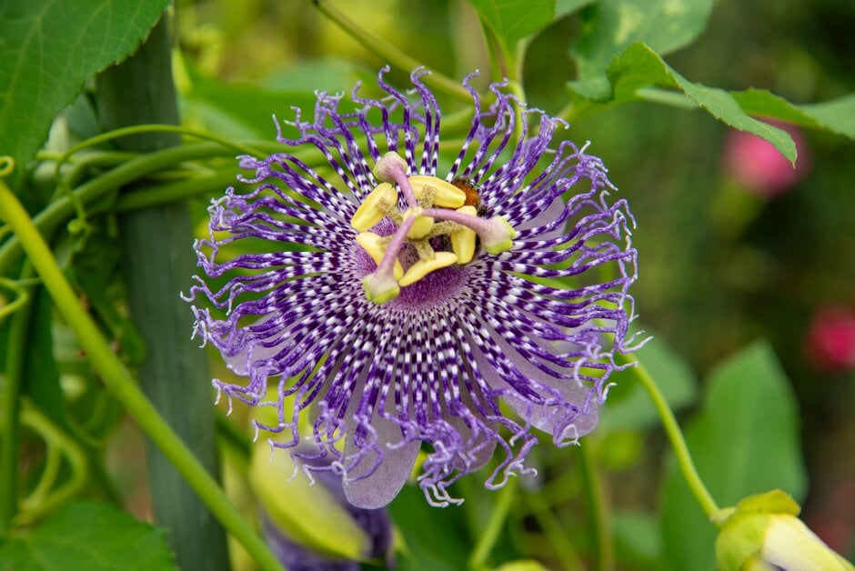 passion flower 'Damsel's Delight'