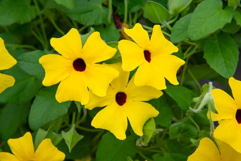 black-eyed Susan 'Lemon'