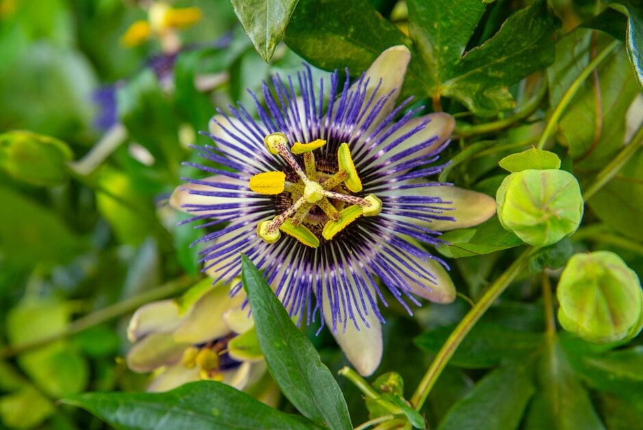 <i>Passiflora</i> 'Fata Confetto'