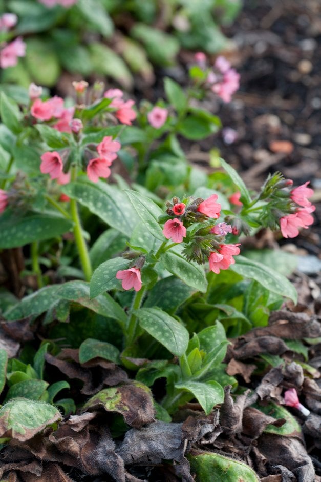 Bethlehem sage 'Dora Bielefeld'