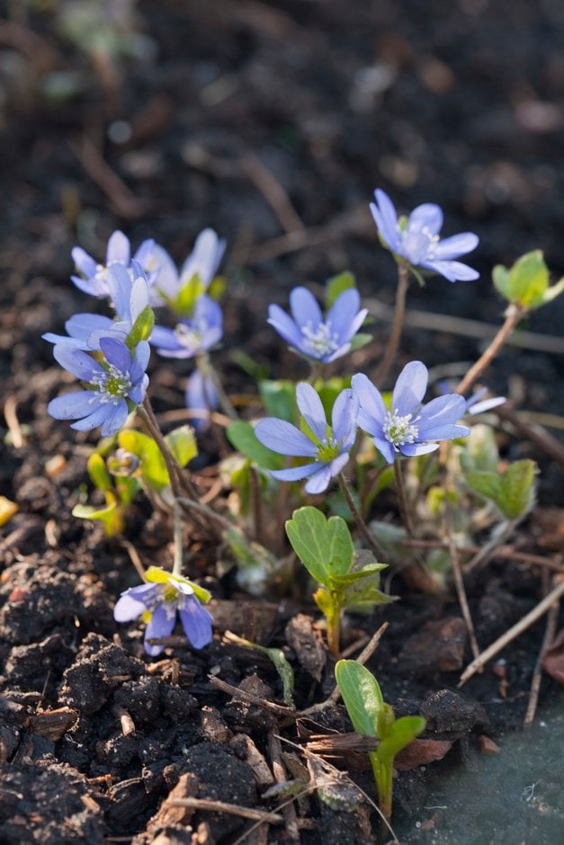 blue-flowered liverleaf