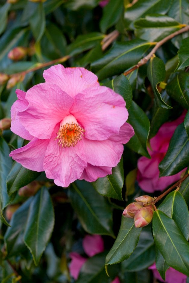 camellia 'Muskoka'