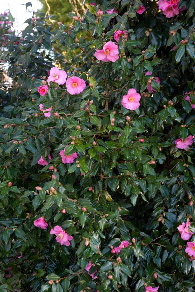 camellia 'Muskoka'