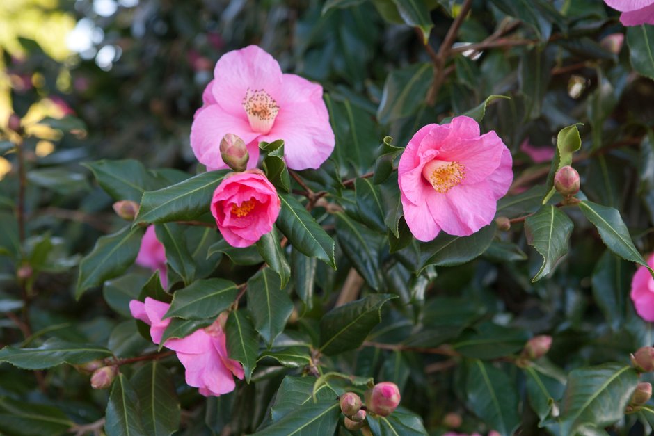 camellia 'Muskoka'
