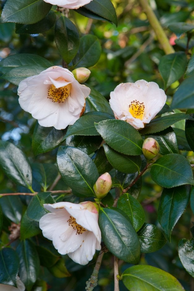 camellia 'Apple Blossom'