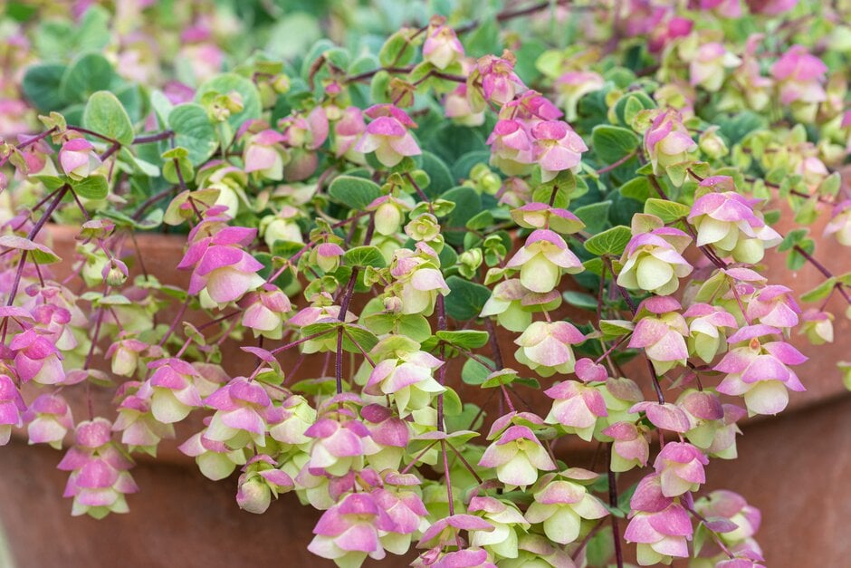 oregano 'Barbara Tingey'