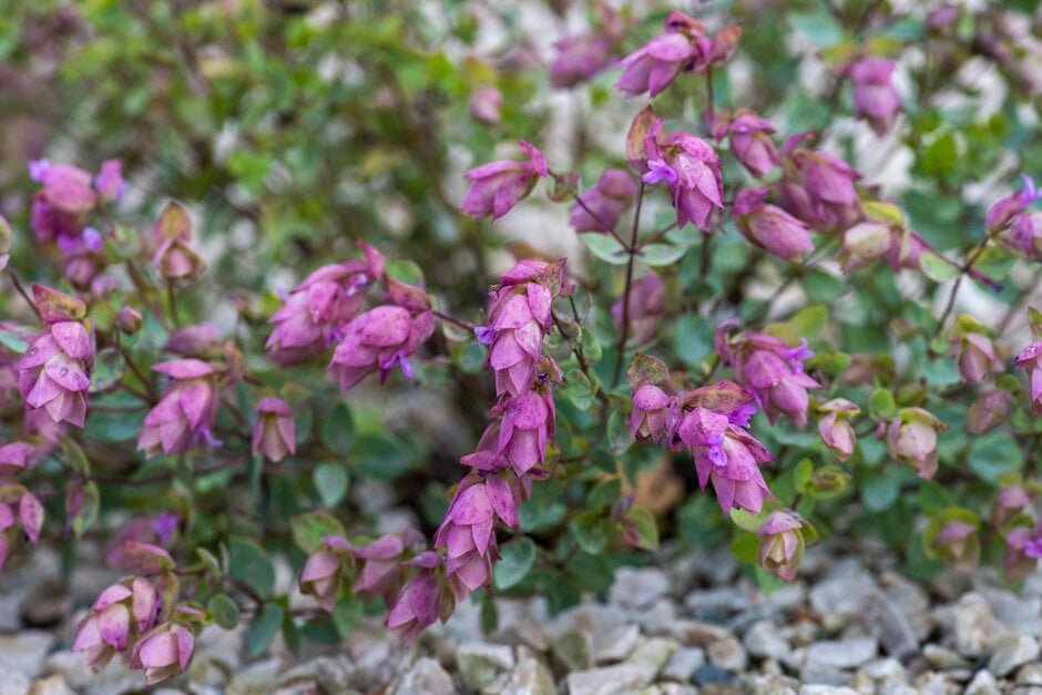 <i>Origanum</i> 'Phillant'