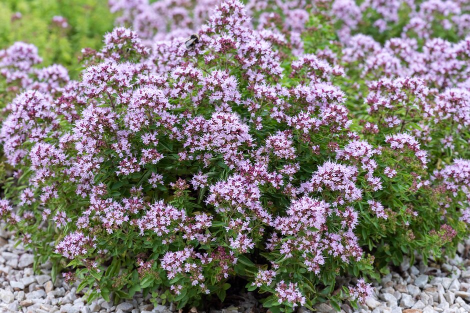 compact oregano