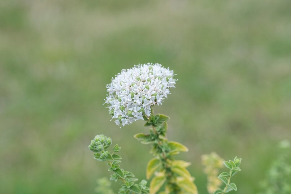 oregano 'Greek'