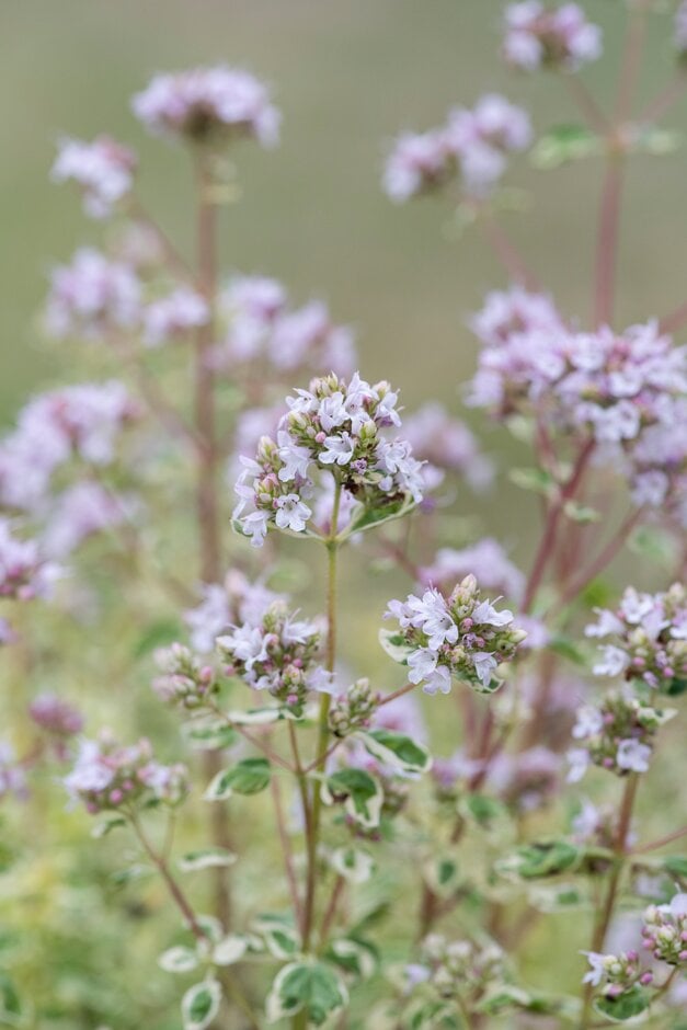 oregano 'Country Cream'