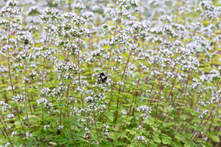 golden oregano