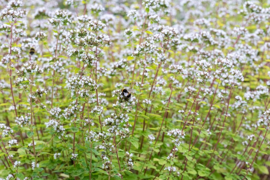golden oregano