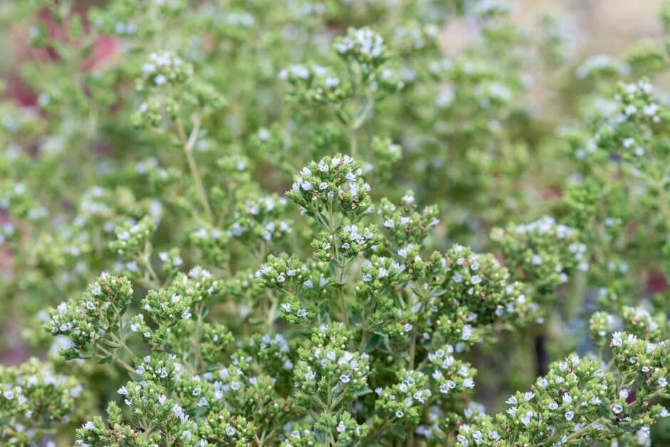 oregano 'Greek'