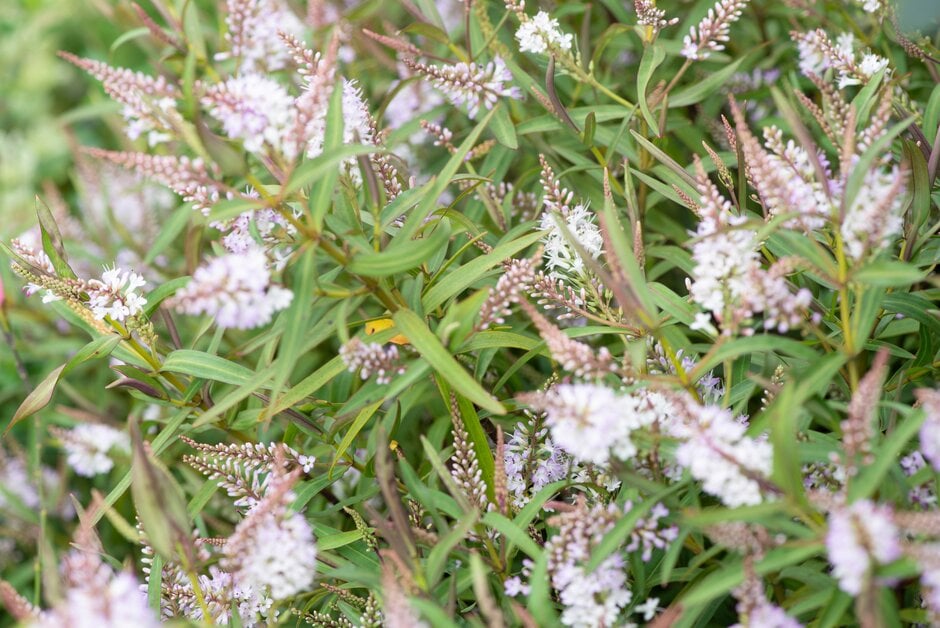 <i>Veronica</i> 'Threshfield' (H)