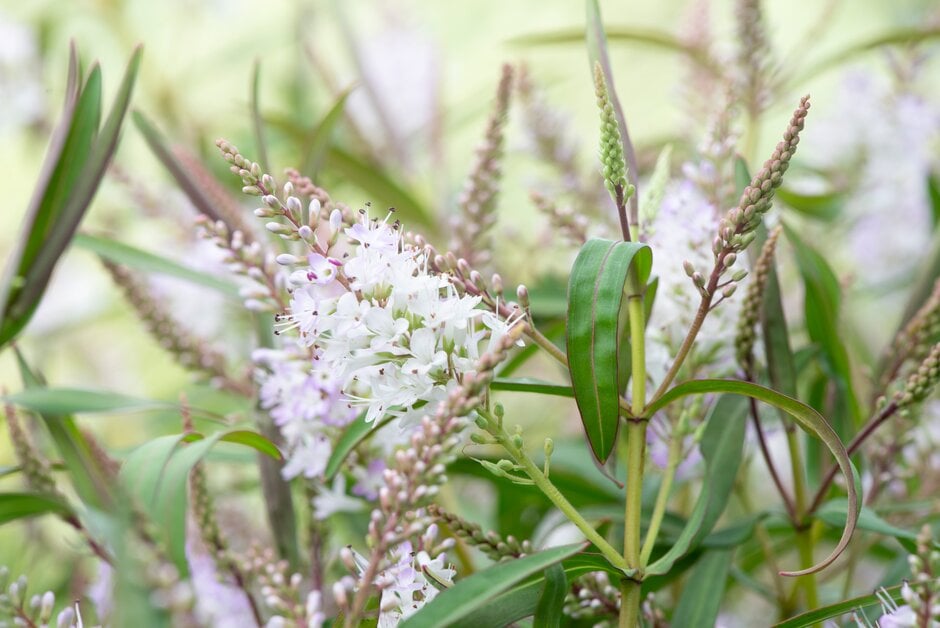 <i>Veronica</i> 'Threshfield' (H)