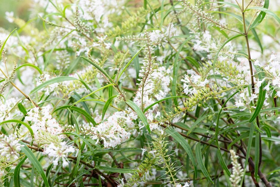 hebe 'Kirkii'