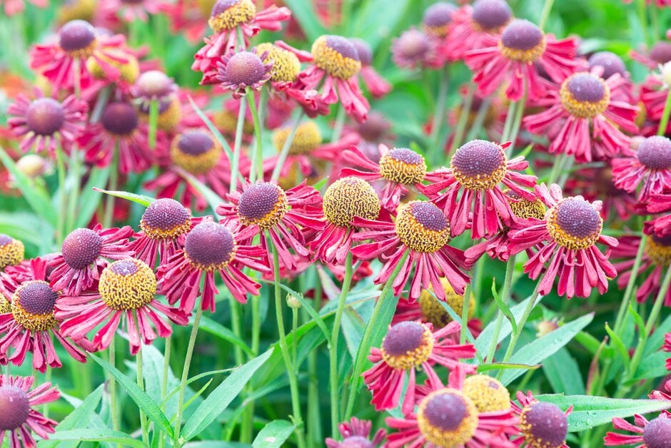 sneezeweed 'Ruby Thuesday'