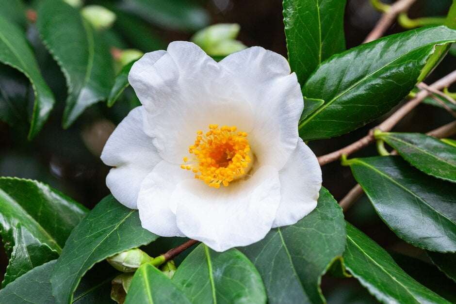 camellia 'Francis Hanger'