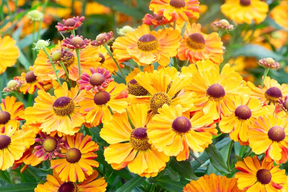 <i>Helenium</i> <i>autumnale</i> [<span style="font-variant: small-caps;">HayDay Orange</span>] ('Hemz0004') (HayDay Series)