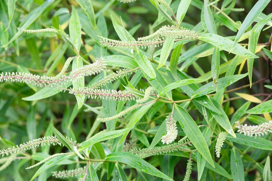 hebe 'Lindleyana'