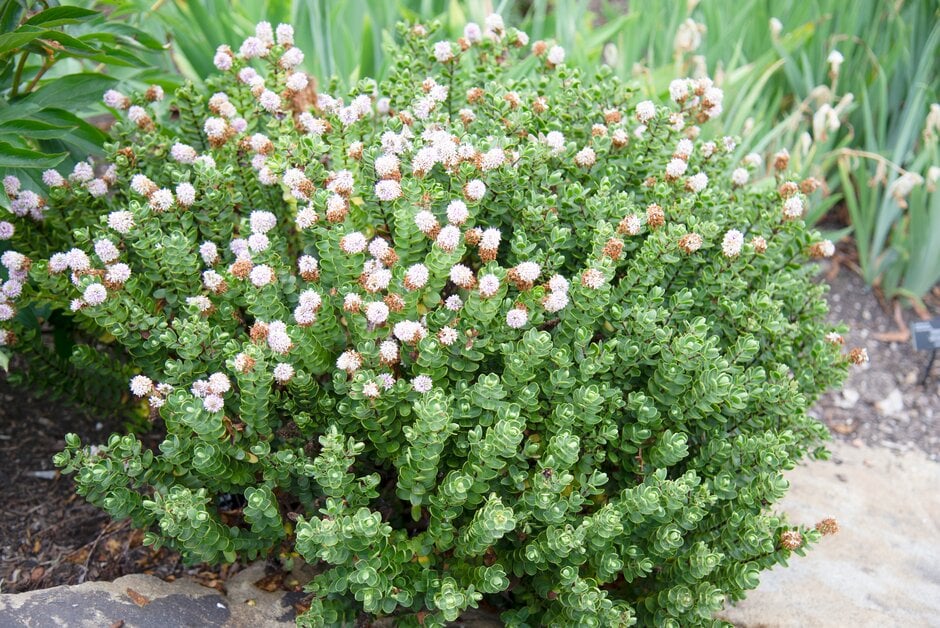 hebe 'Lindsayi'