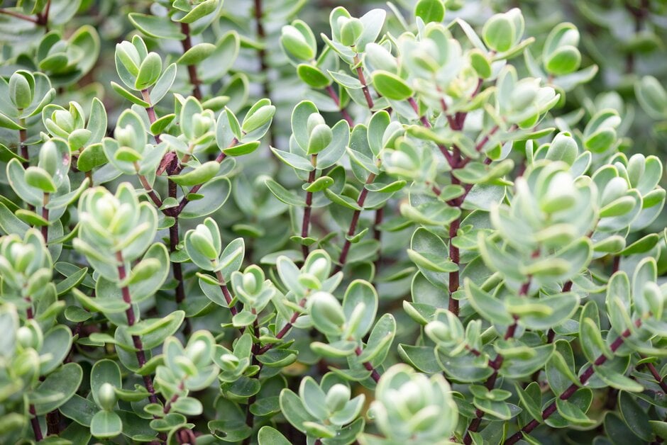 hebe 'Lindsayi'