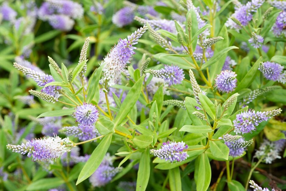 hebe 'Marjorie'