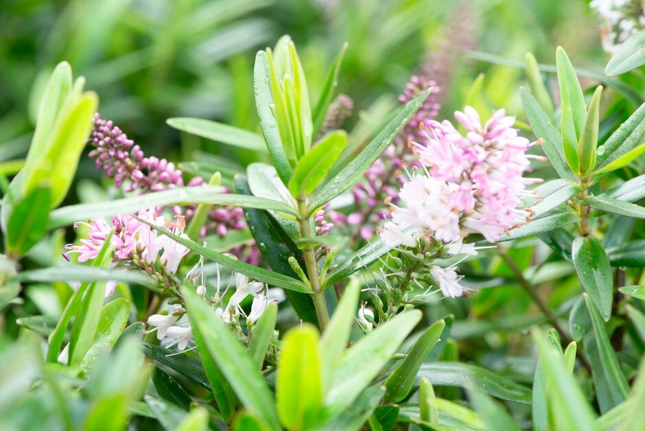 hebe 'Watson's Pink'