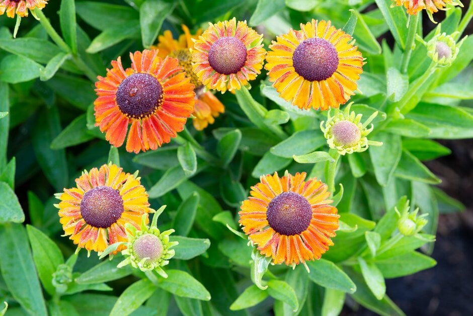 sneezeweed 'Short and Sassy'