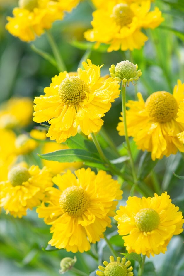 sneezeweed 'Double Trouble'
