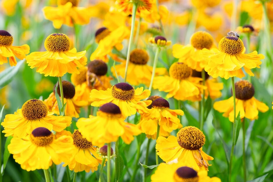 sneezeweed 'El Dorado'
