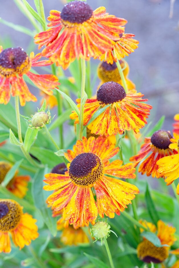 <i>Helenium</i> 'Fata Morgana'