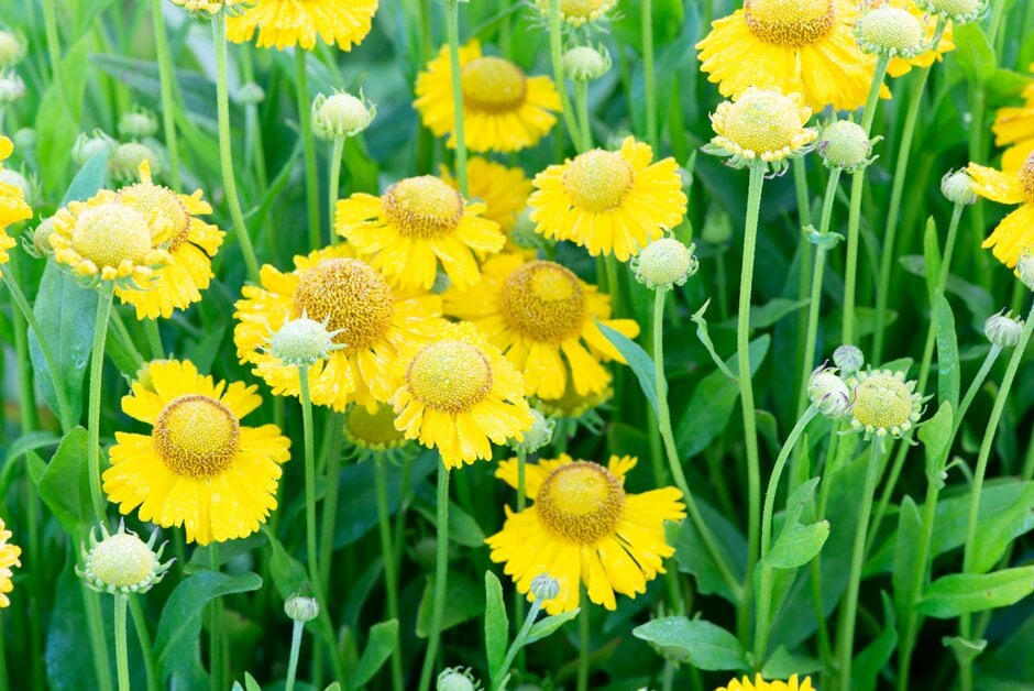 <em>Helenium</em> 'Pumilum Magnificum'