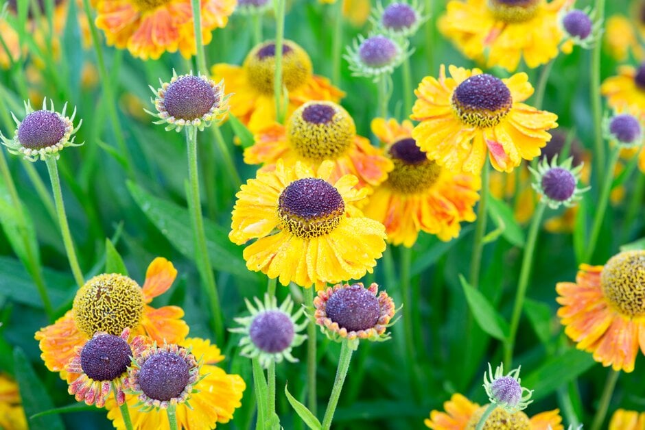 sneezeweed 'Carmen'