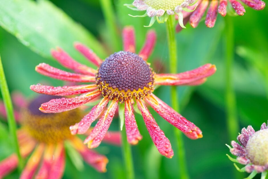 sneezeweed 'Loysder Wieck'