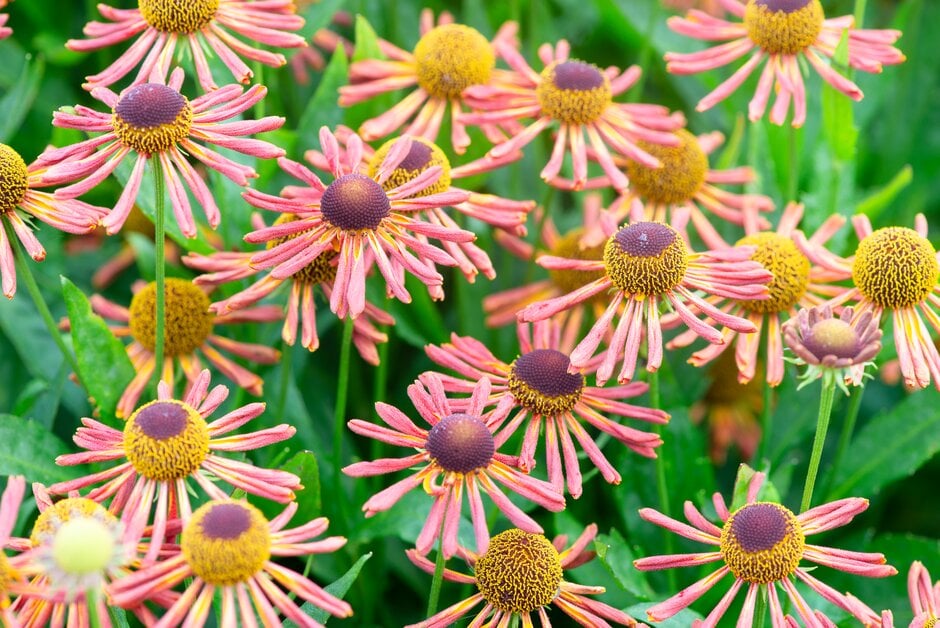sneezeweed 'Loysder Wieck'