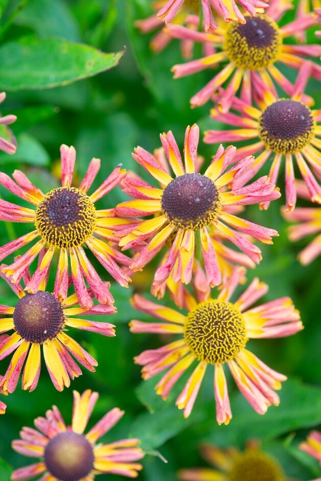 sneezeweed 'Betty'