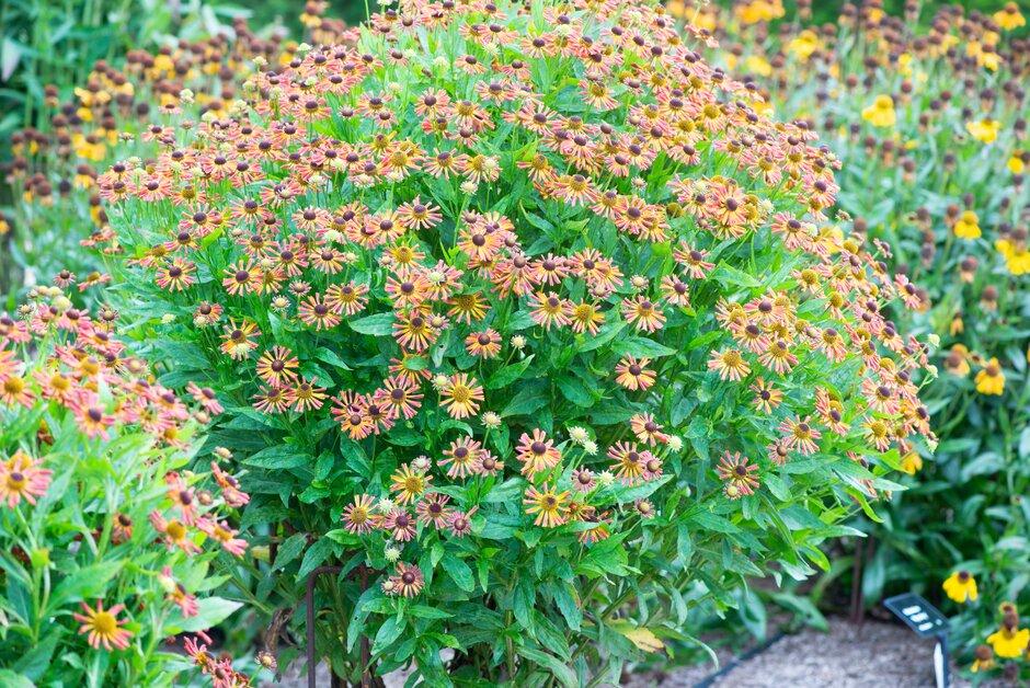 sneezeweed 'Betty'